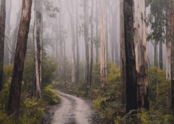 ¡Me equivoqué! – San Francisco de Sales