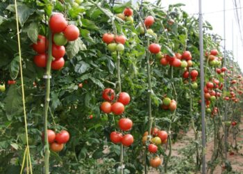 Del huerto y la educación cristiana (I)