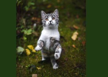 A algunos progres se les rompió el paraguas