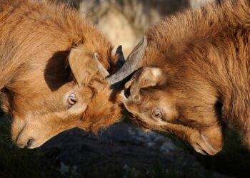 Por lo que vamos a pelear en el futuro – P. Miguel Ángel Fuentes, IVE