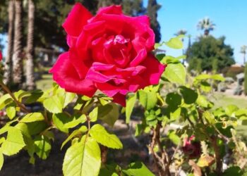 Evitar las ocasiones de pecado