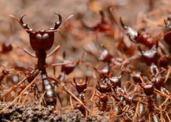 Lidiando con las hormigas