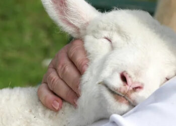 Quien ama a Jesucristo, ama la mansedumbre II – San Alfonso María de Ligorio