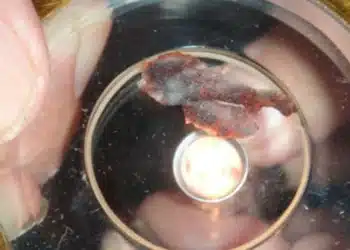 Las pruebas científicas del milagro eucarístico de Buenos Aires