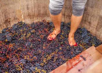 El racimo en el lagar